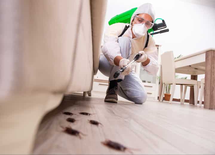 pest control services 
